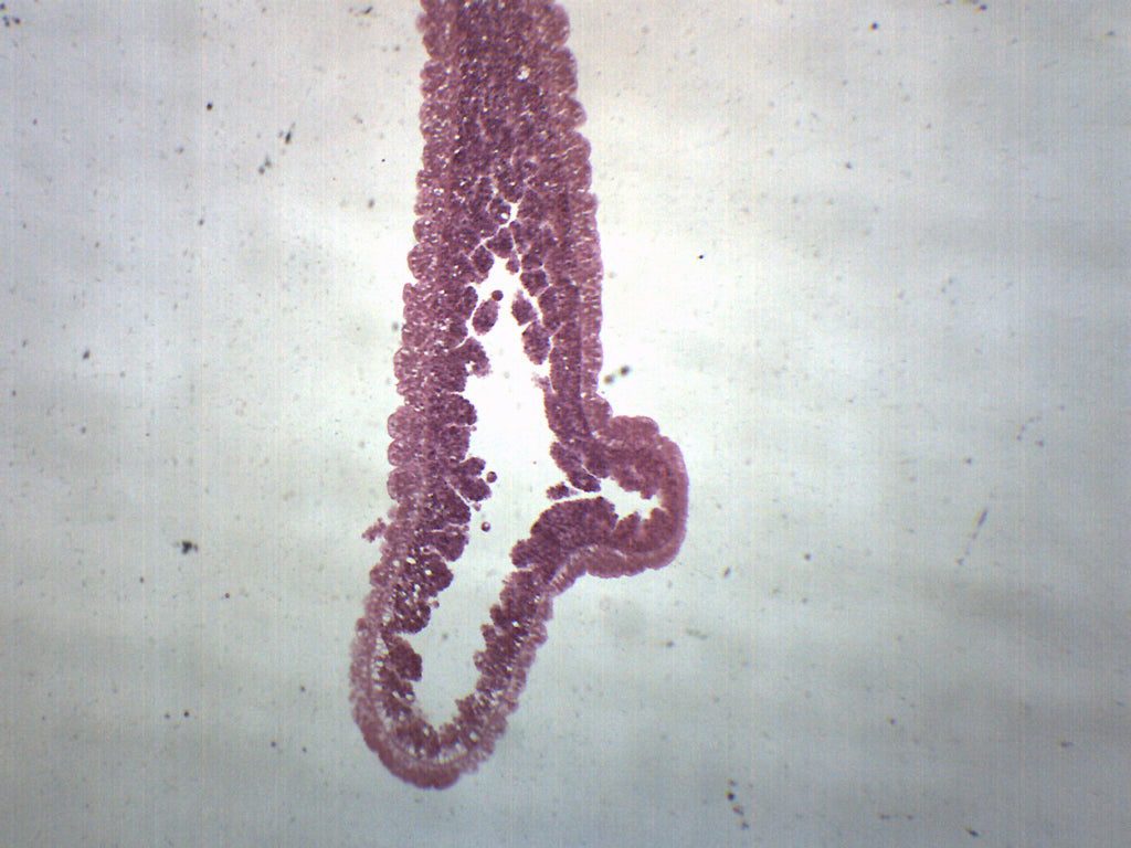 Hydra Longitudinal Section Prepared Microscope Slide