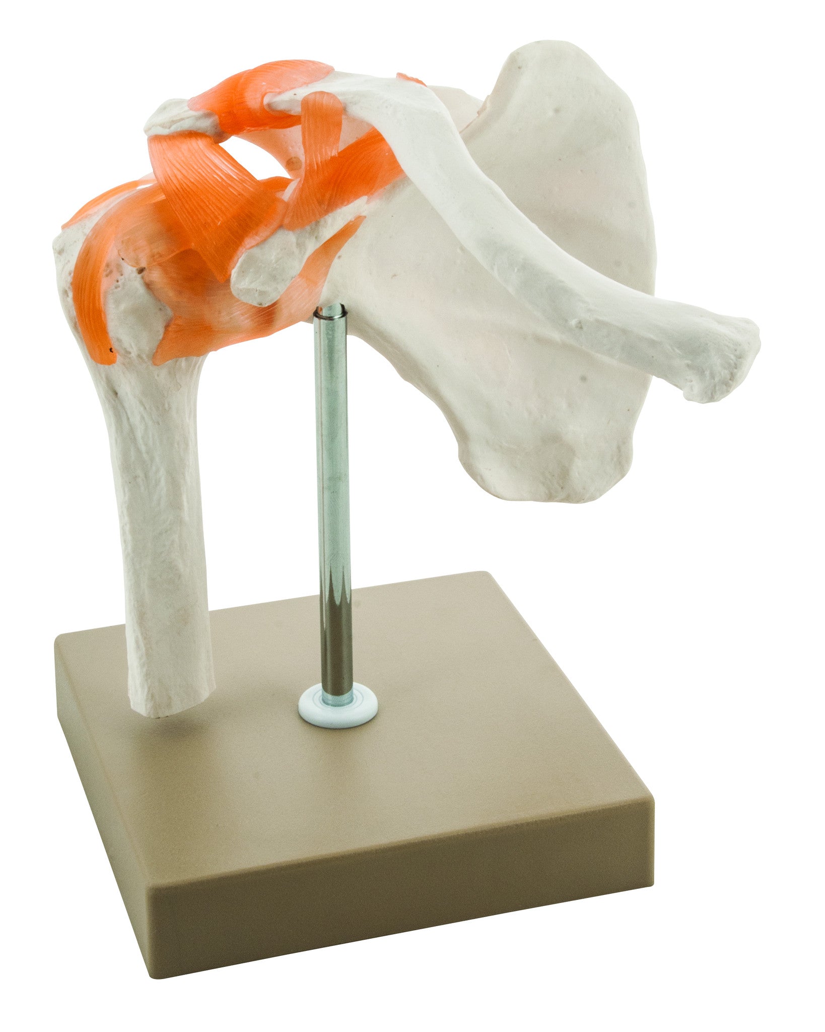 Human Shoulder Joint Model