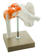 Human Shoulder Joint Model
