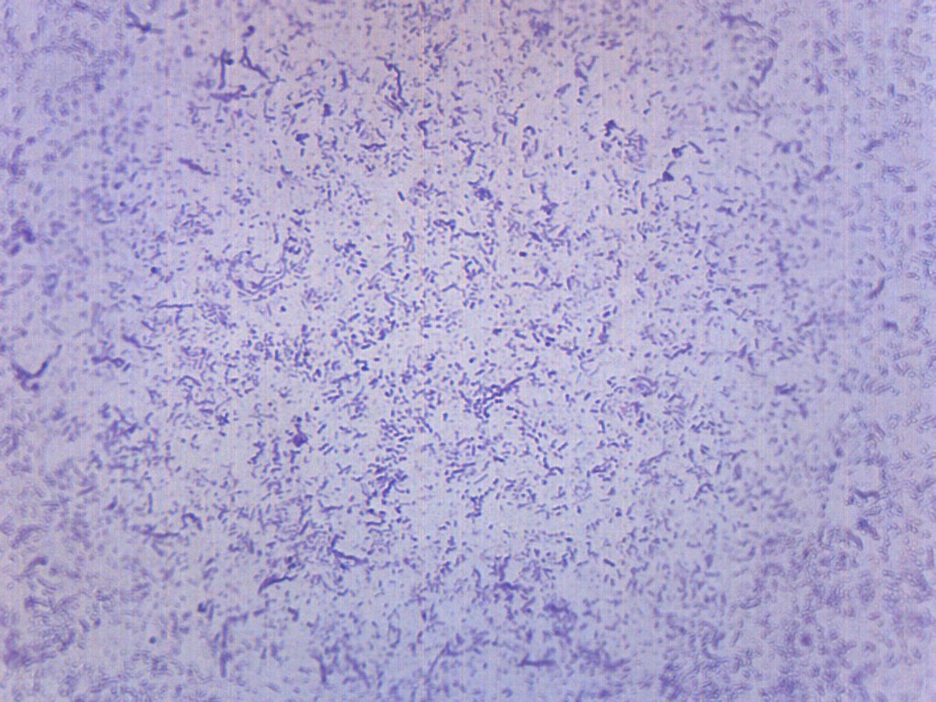Typical Bacteria Whole Mount Prepared Microscope Slide