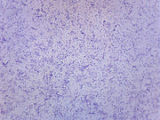 Typical Bacteria Whole Mount Prepared Microscope Slide