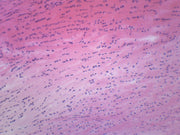 White Fibrocartilage (Mammal) Prepared Microscope Slide
