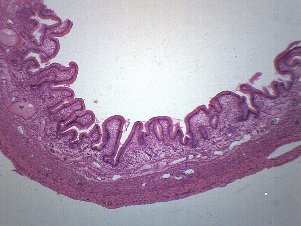 Gallbladder Cross-Section Prepared Microscope Slide