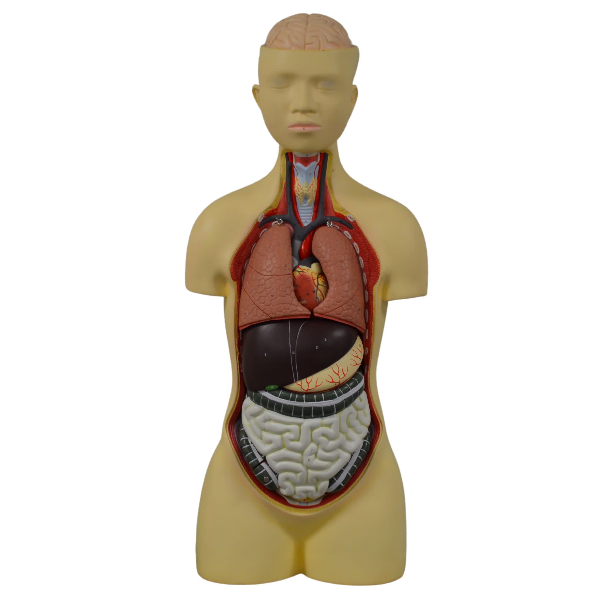 Human Torso Model with Head, 8-Part, 35" Tall, 149 Features