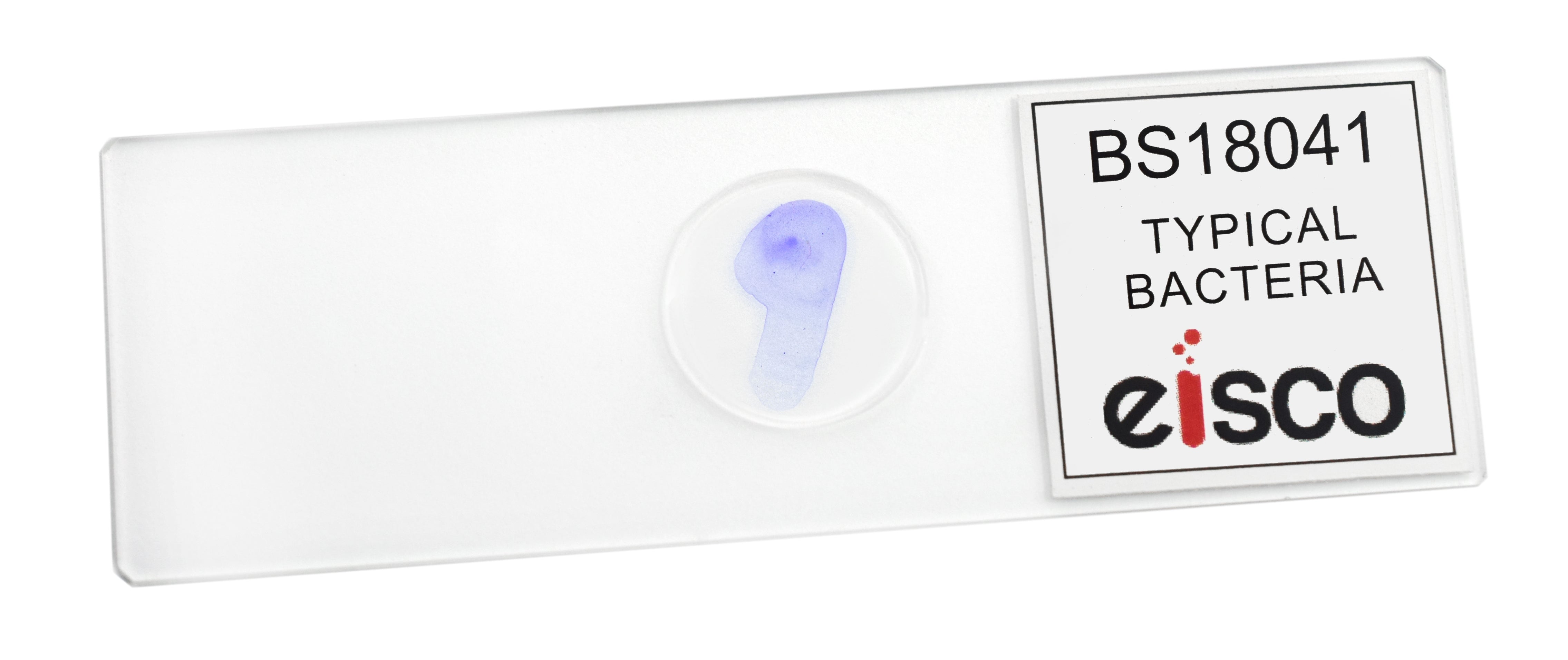 Typical Bacteria Whole Mount Prepared Microscope Slide