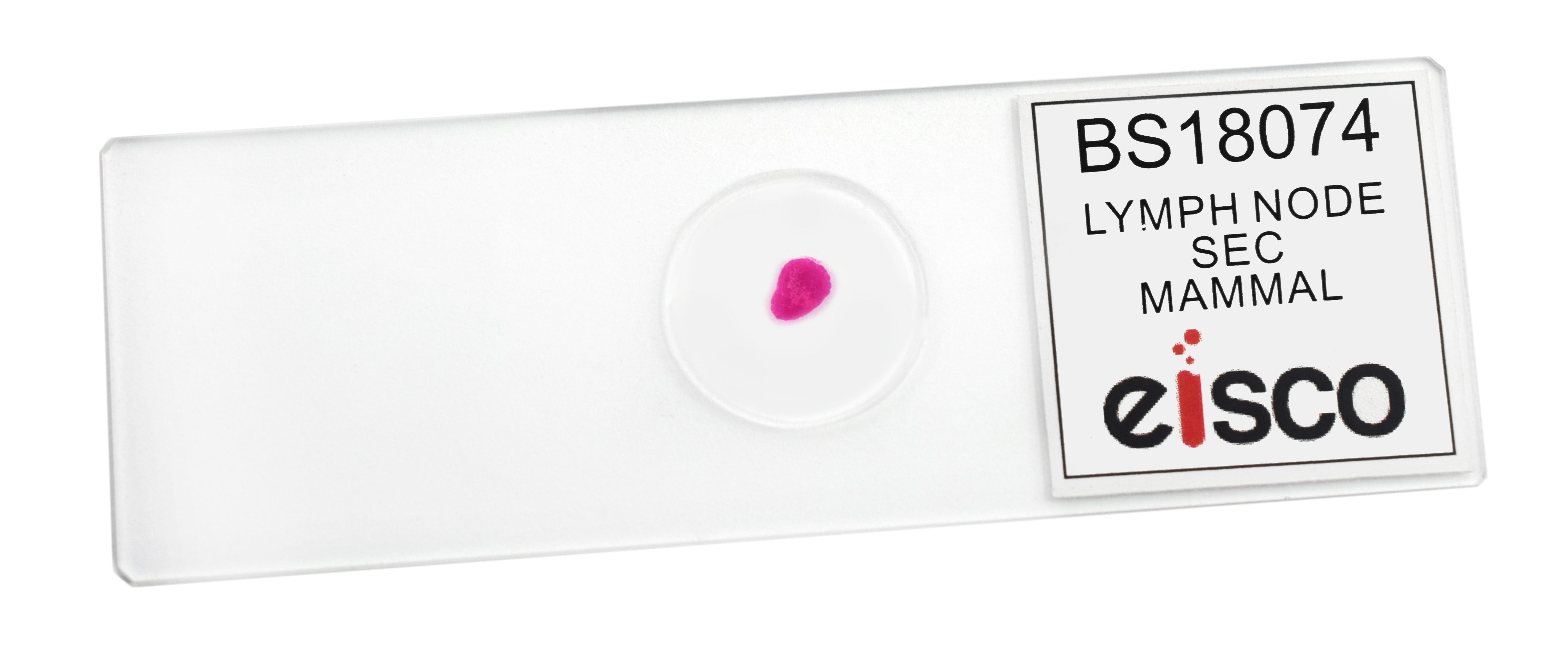 Lymph Node Section (Mammal) Prepared Microscope Slide