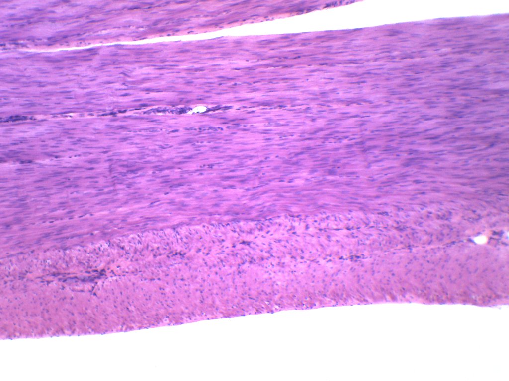 Smooth Muscle (Mammal) Cross and Longitudinal Section Prepared Microscope Slide
