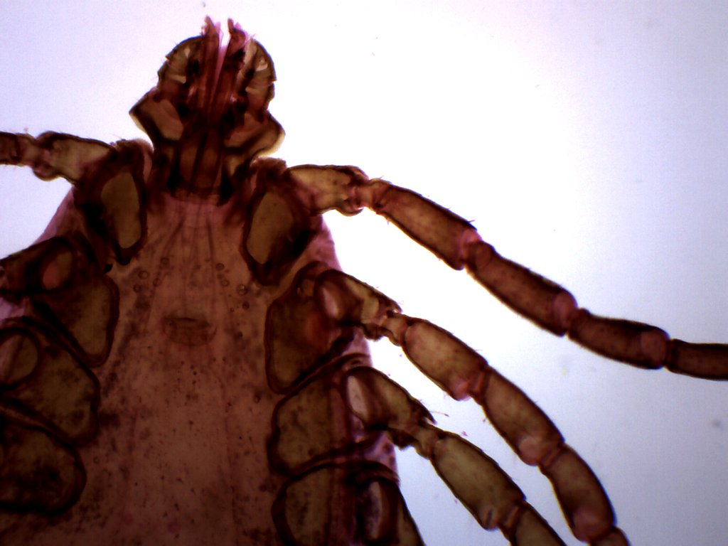 Tick Histology Wholemount Prepared Microscope Slide