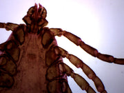 Tick Histology Wholemount Prepared Microscope Slide