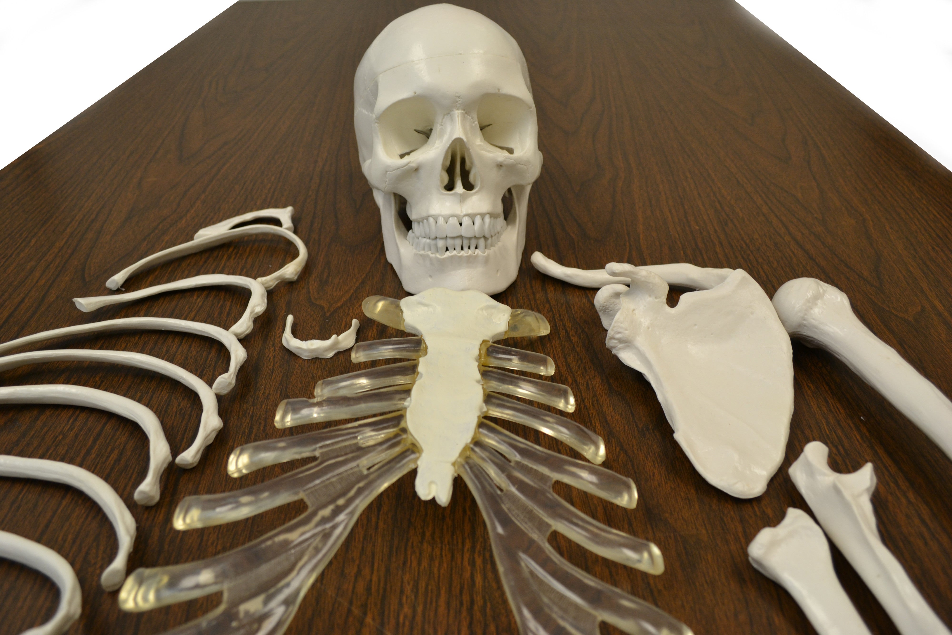 Life-Size Disarticulated Human Skeleton, Medical Quality