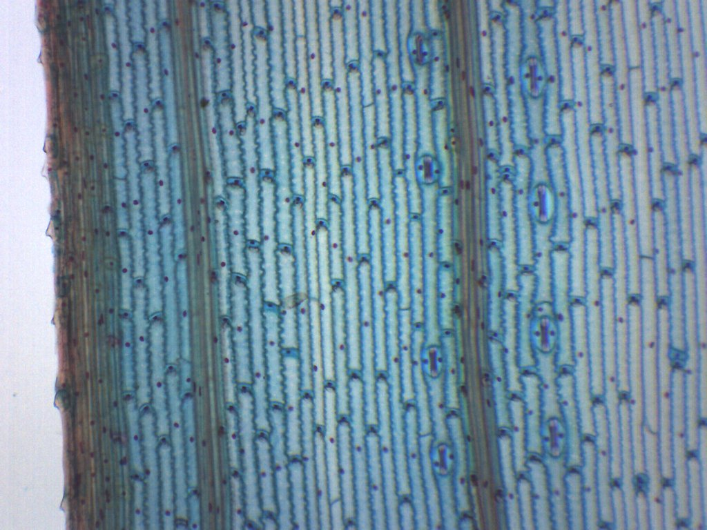 Monocot Leaf Epidermis Whole Mount Prepared Microscope Slide