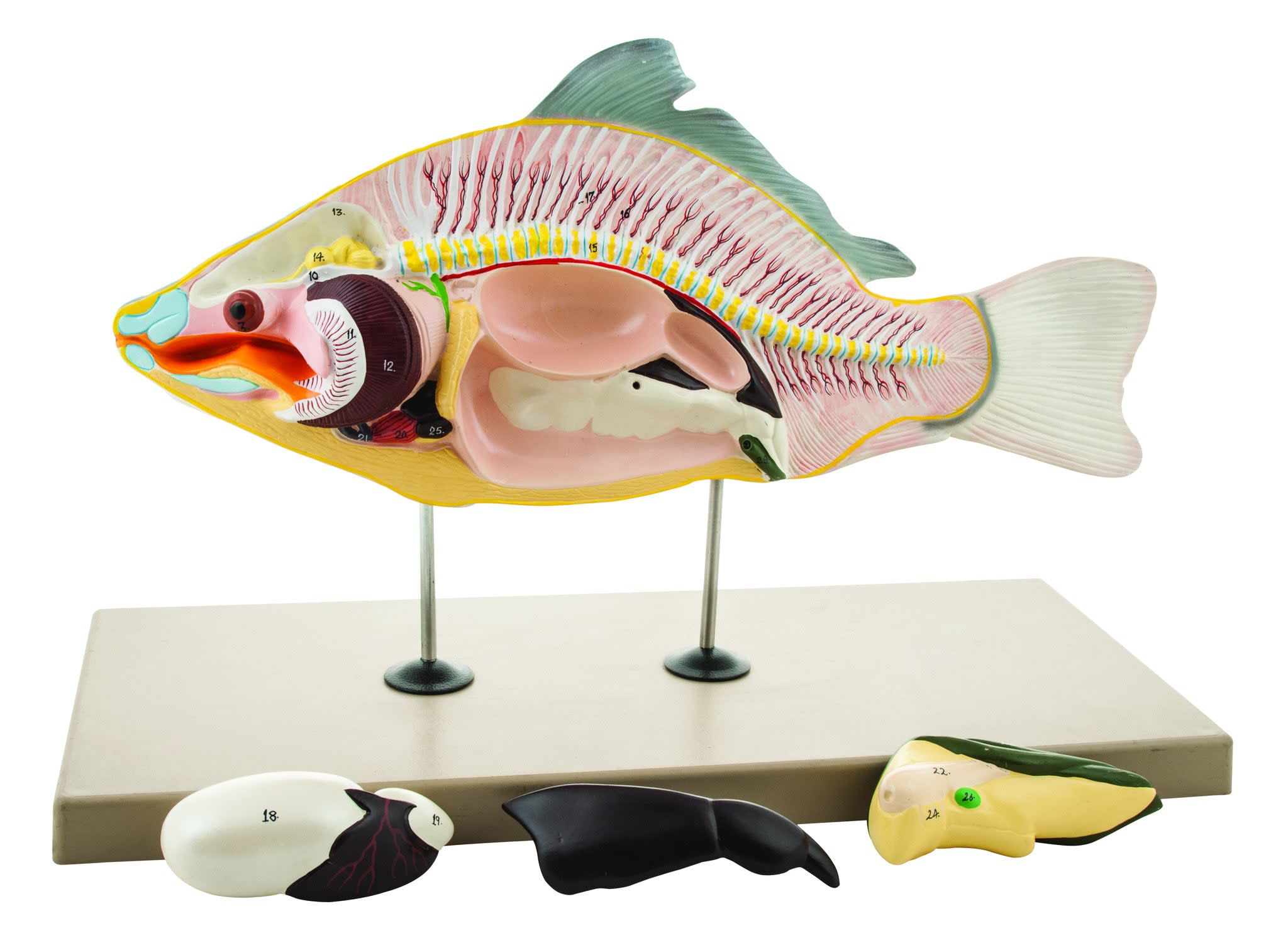 4-Part Carp Fish Anatomical Model