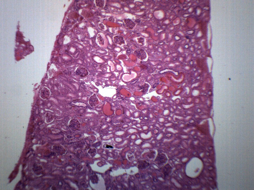 Frog Kidney Section H&E Stain Prepared Microscope Slide