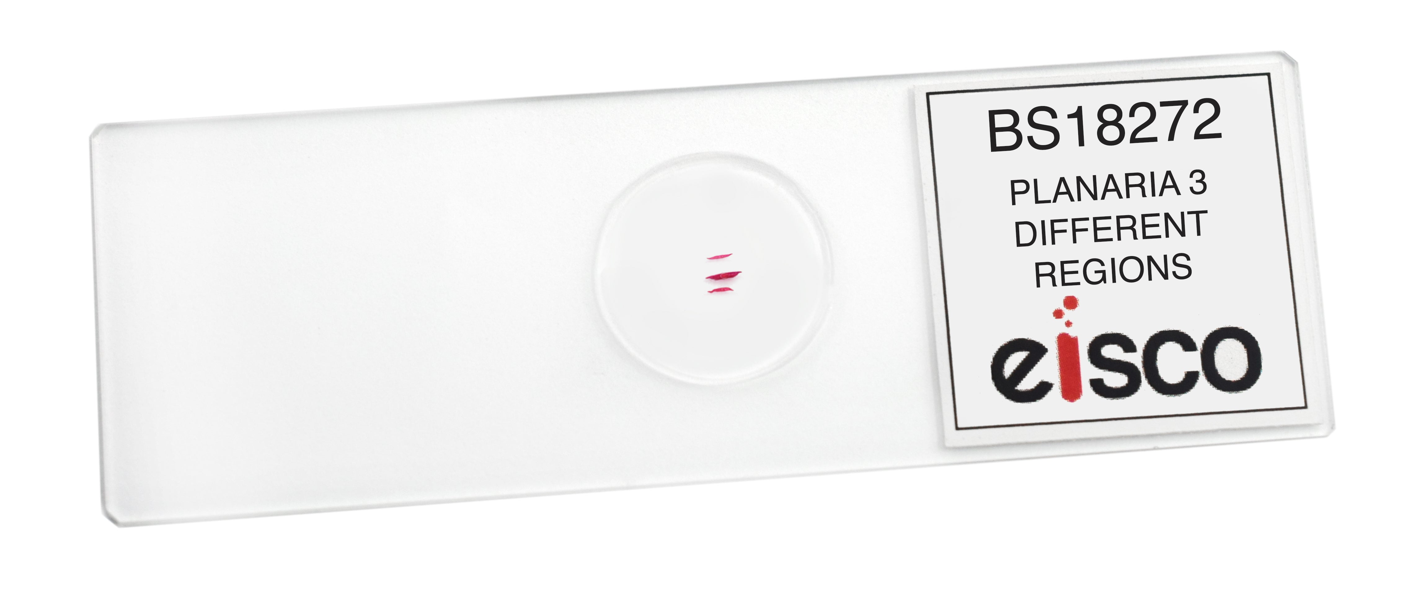 Planaria 3-Region Cross-Section Prepared Microscope Slide