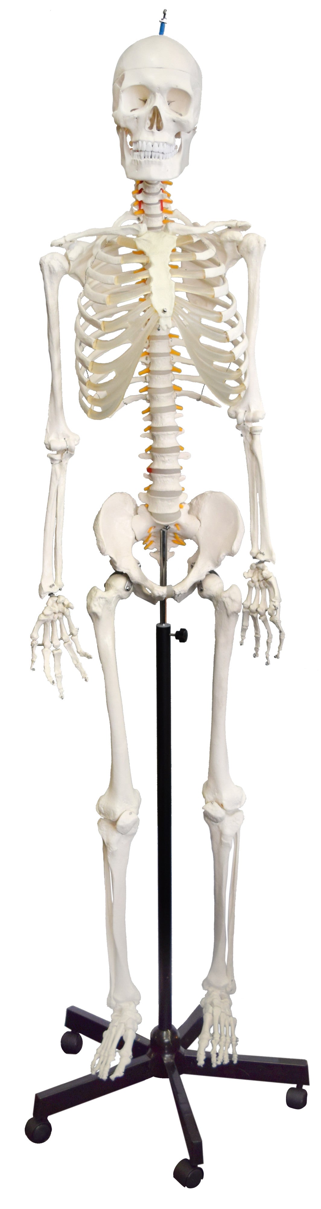 Life-Size Numbered Human Skeleton with Flexible Spine, Nerve Branches, and Rolling Base