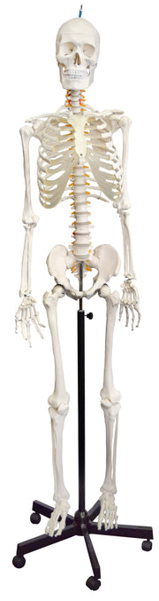 Life-Size Numbered Human Skeleton with Flexible Spine, Nerve Branches, and Rolling Base