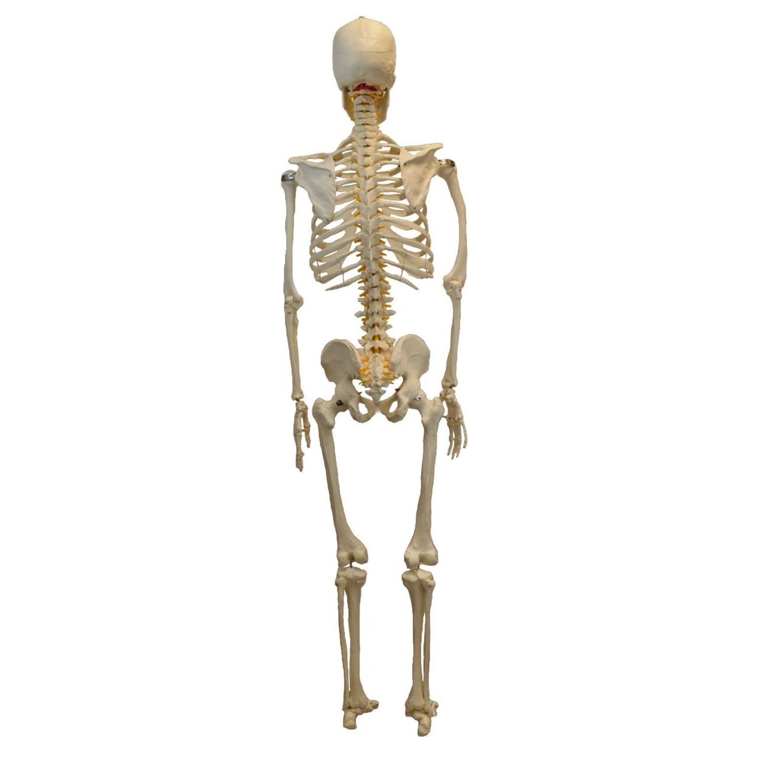 Life-Size Articulated Human Skeleton with Wheeled Base, 62"