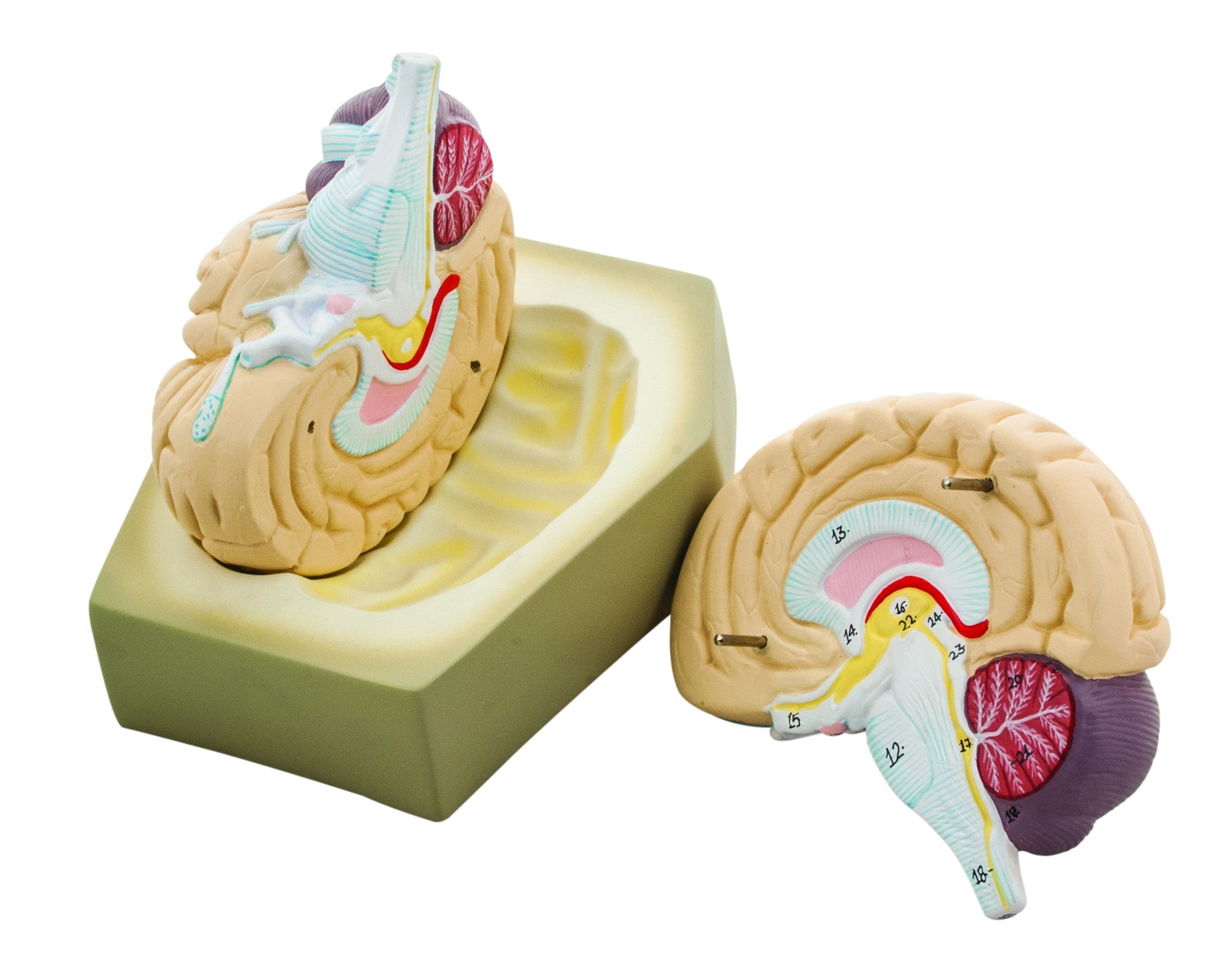 2-Part Human Brain Model, Median Section