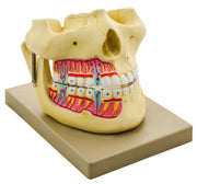 Human Upper and Lower Jaw Model