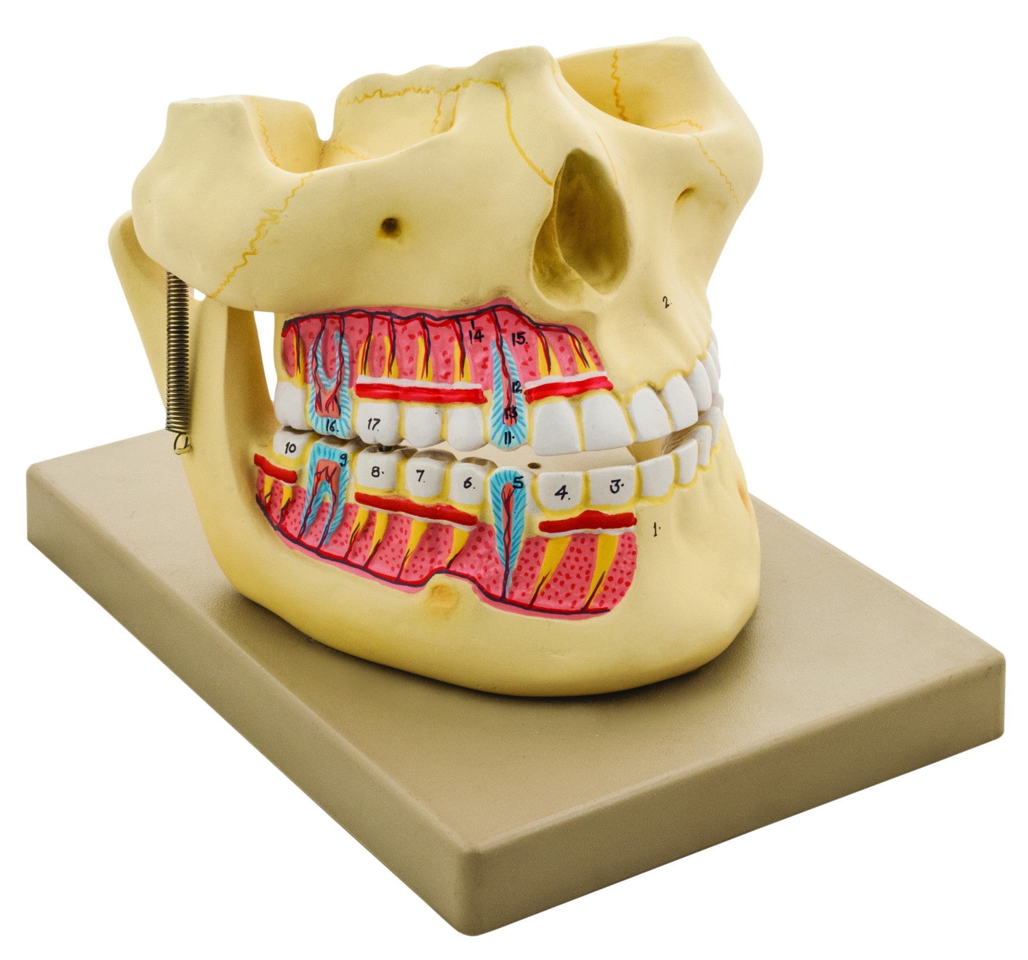 Human Upper and Lower Jaw Model