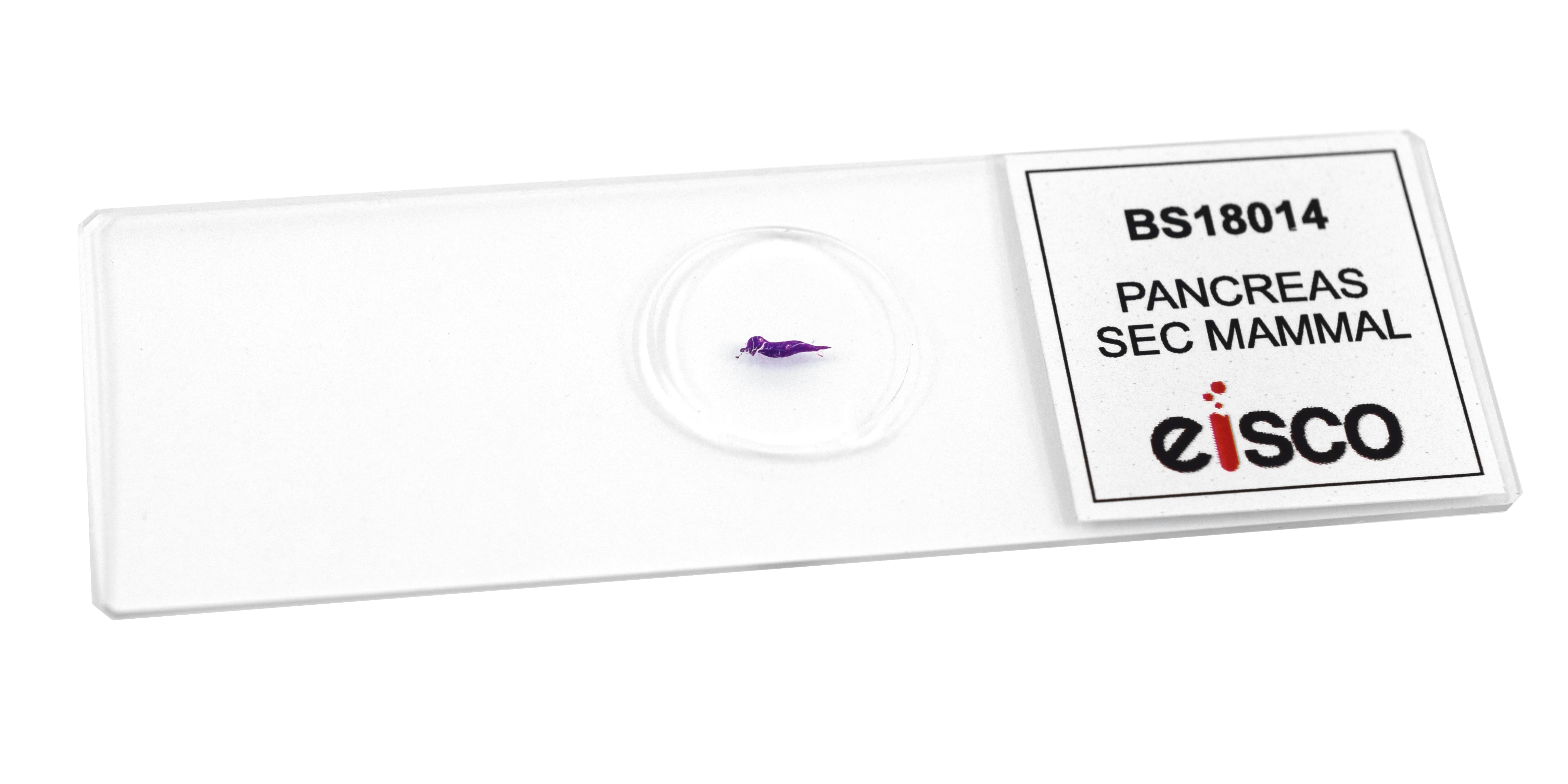Pancreas Section (Mammal) Prepared Microscope Slide