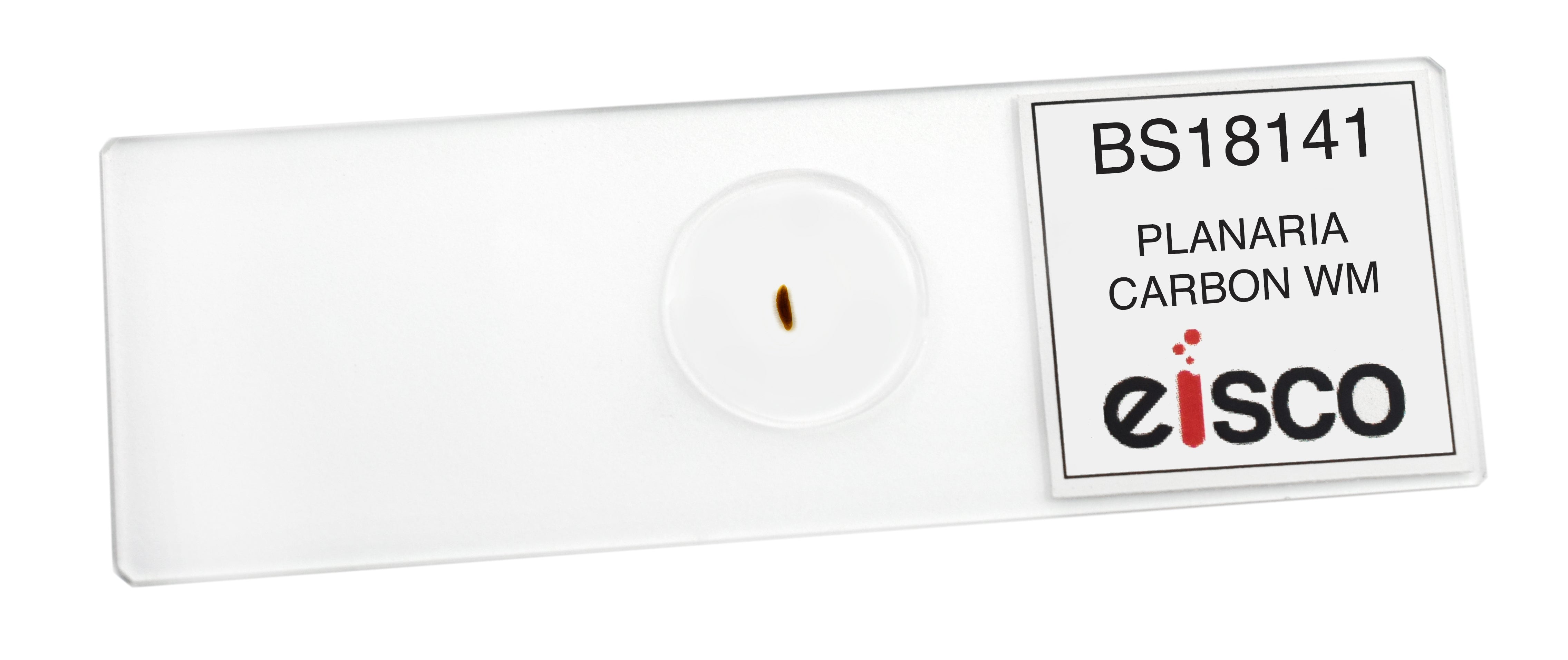 Carbon Fed Planaria Wholemount Prepared Microscope Slide
