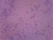 Sperm Smear (Mammal) Prepared Microscope Slide