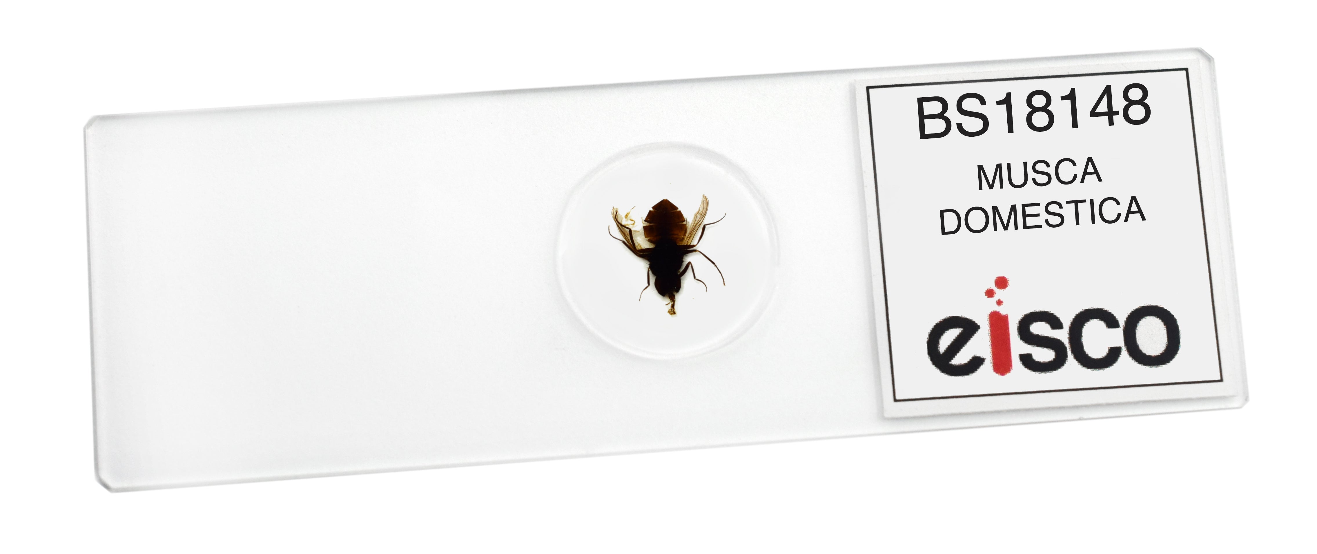 Musca Domestica Wholemount Prepared Microscope Slide
