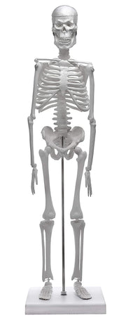 Miniature Articulated Human Skeleton Model with Stand, 17.5" Tall, Alternate Model