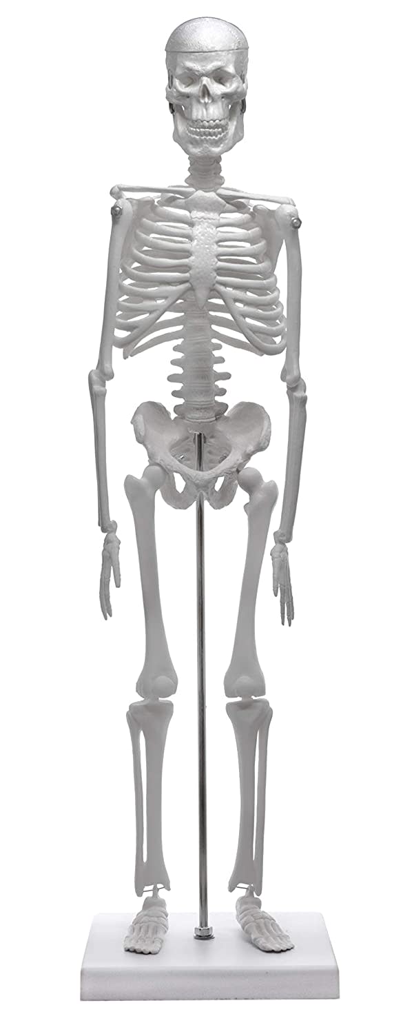 Miniature Articulated Human Skeleton Model with Stand, 17.5" Tall, Alternate Model