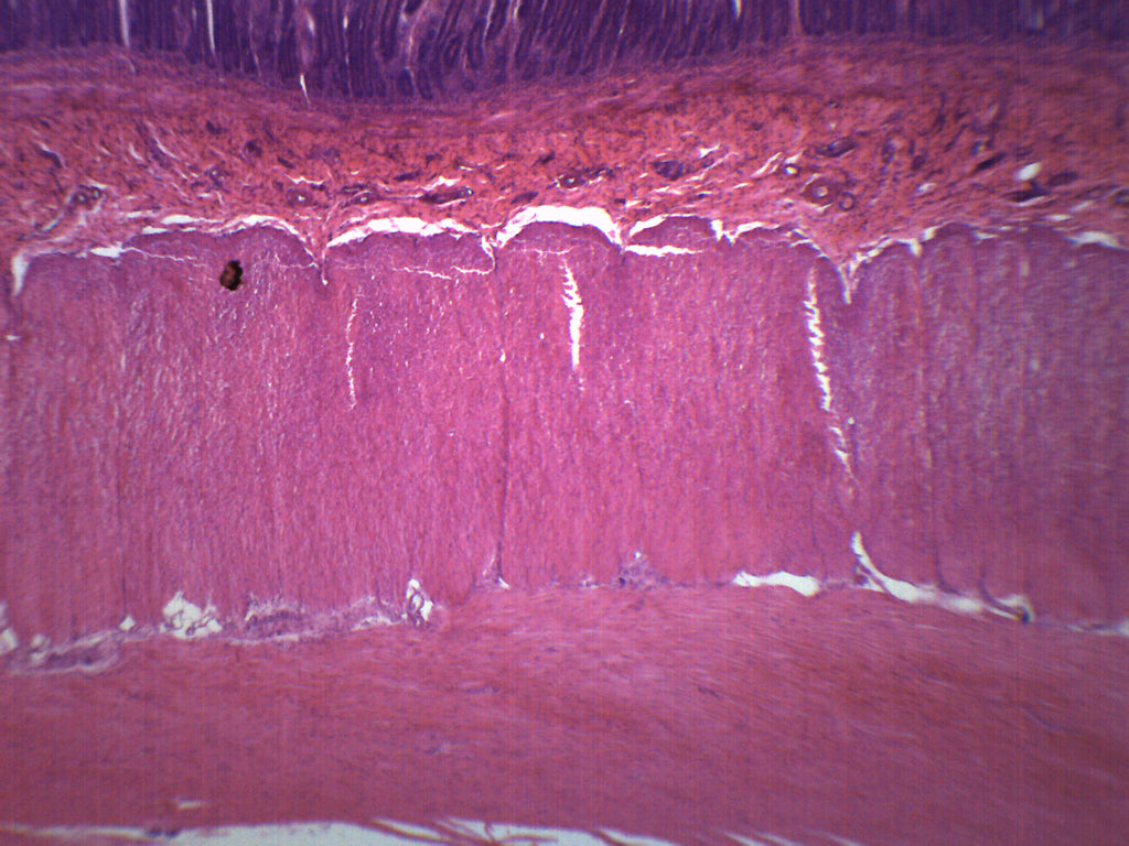 Duodenum Cross-Section Prepared Microscope Slide