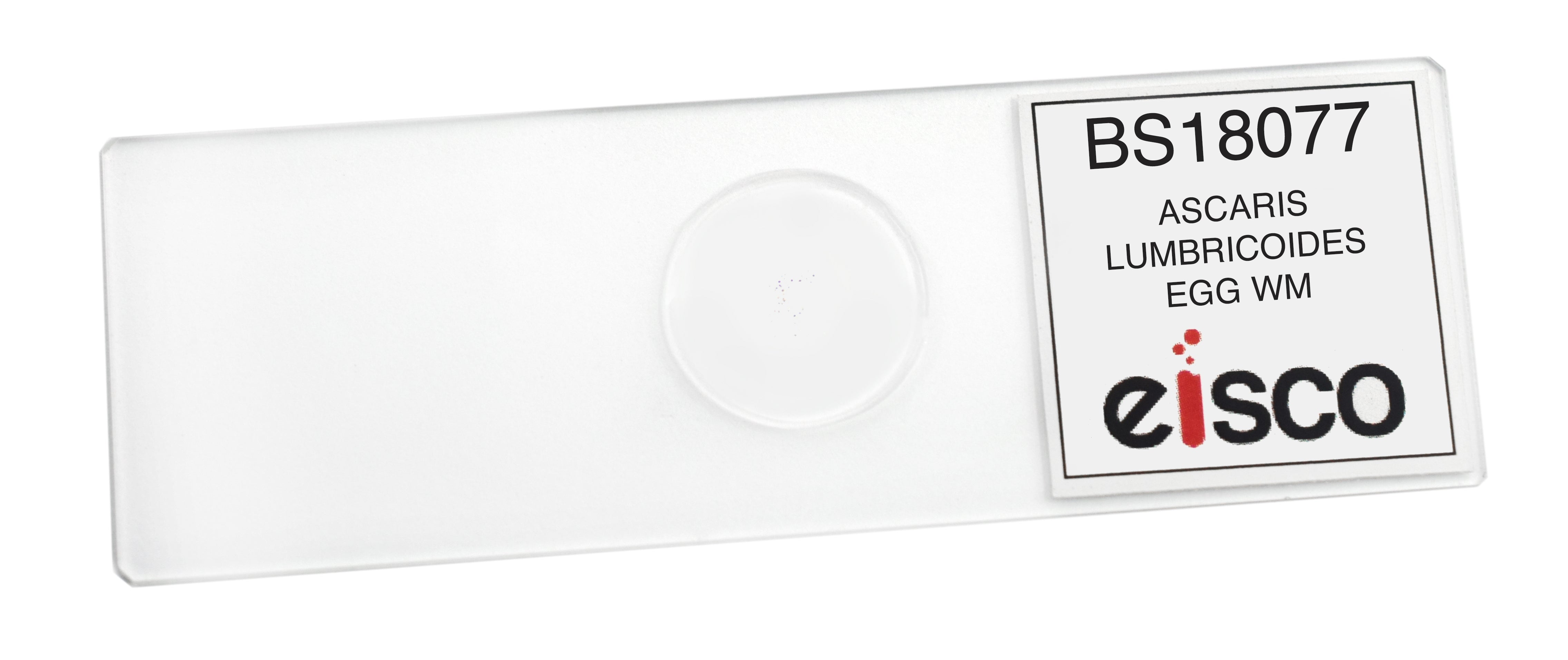 Ascaris Lumbricoides Egg Wholemount Prepared Microscope Slide
