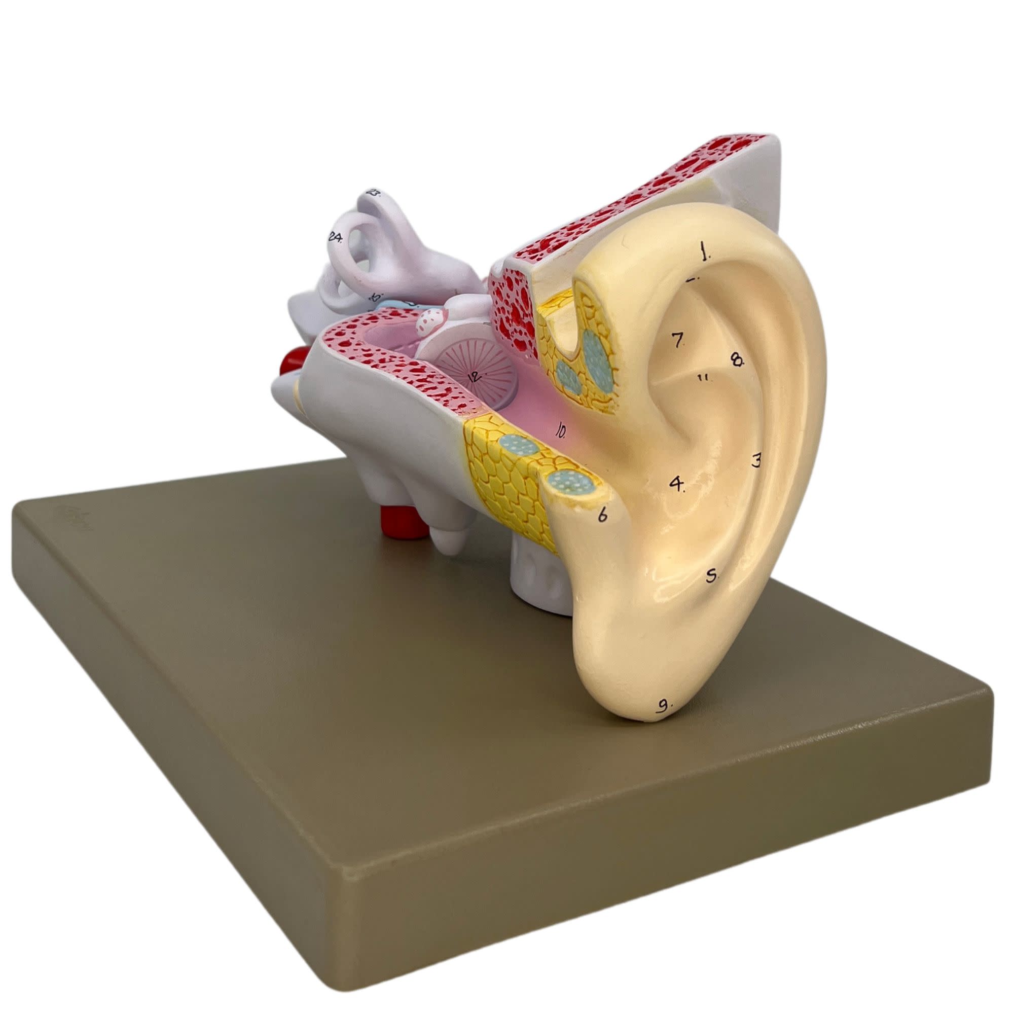 3-Part Human Ear Model, 3X Enlarged, 29 Features