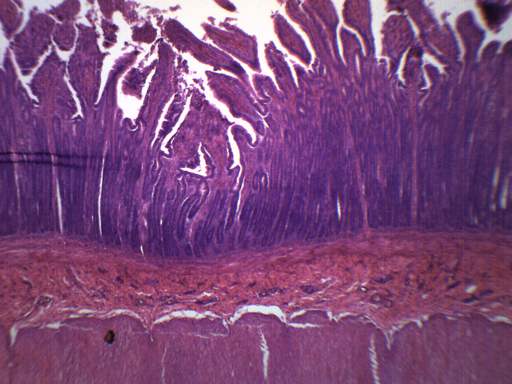 Duodenum Cross-Section Prepared Microscope Slide