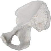 Right Hip (Coxal) Bone Model