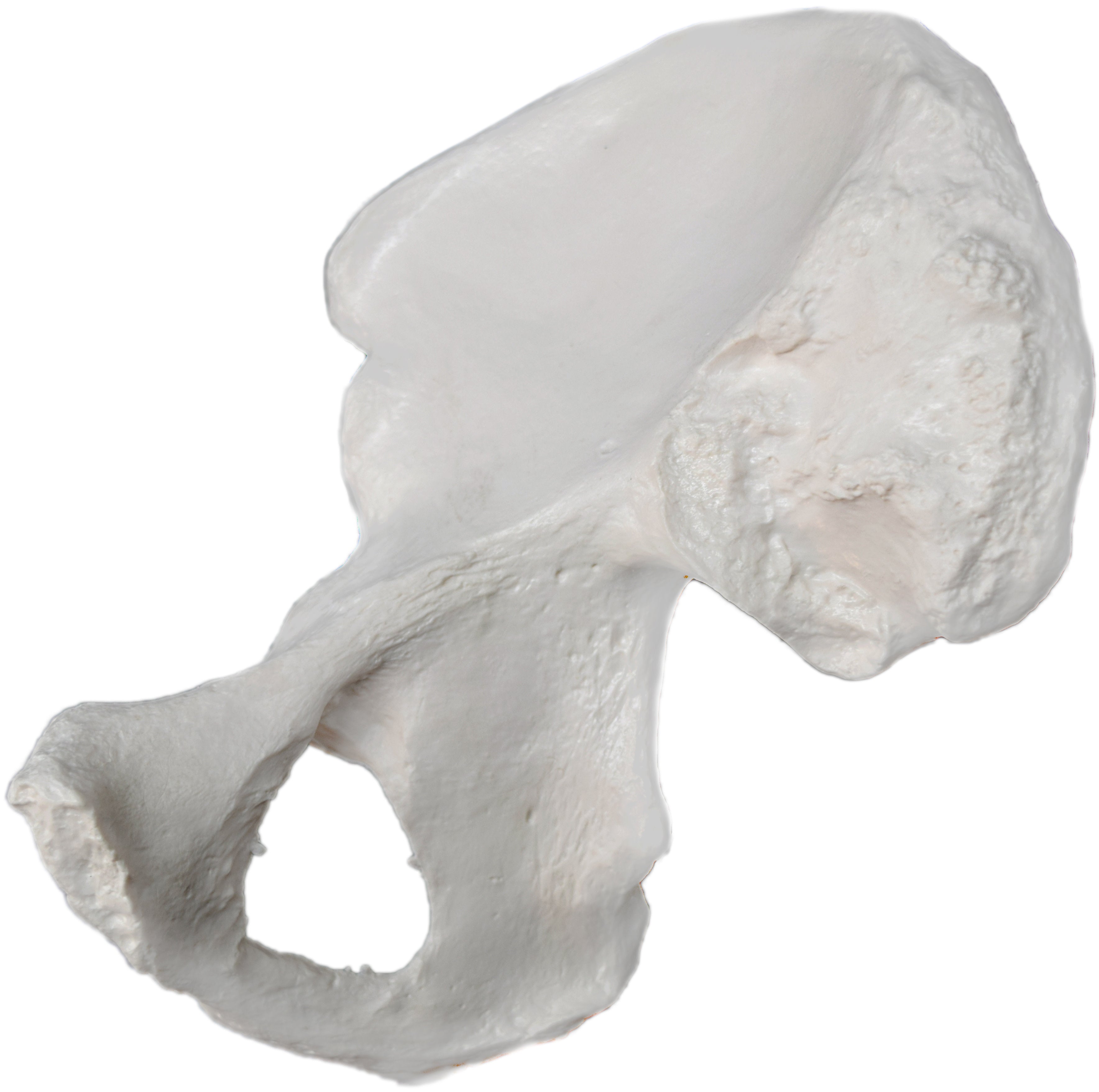 Right Hip (Coxal) Bone Model