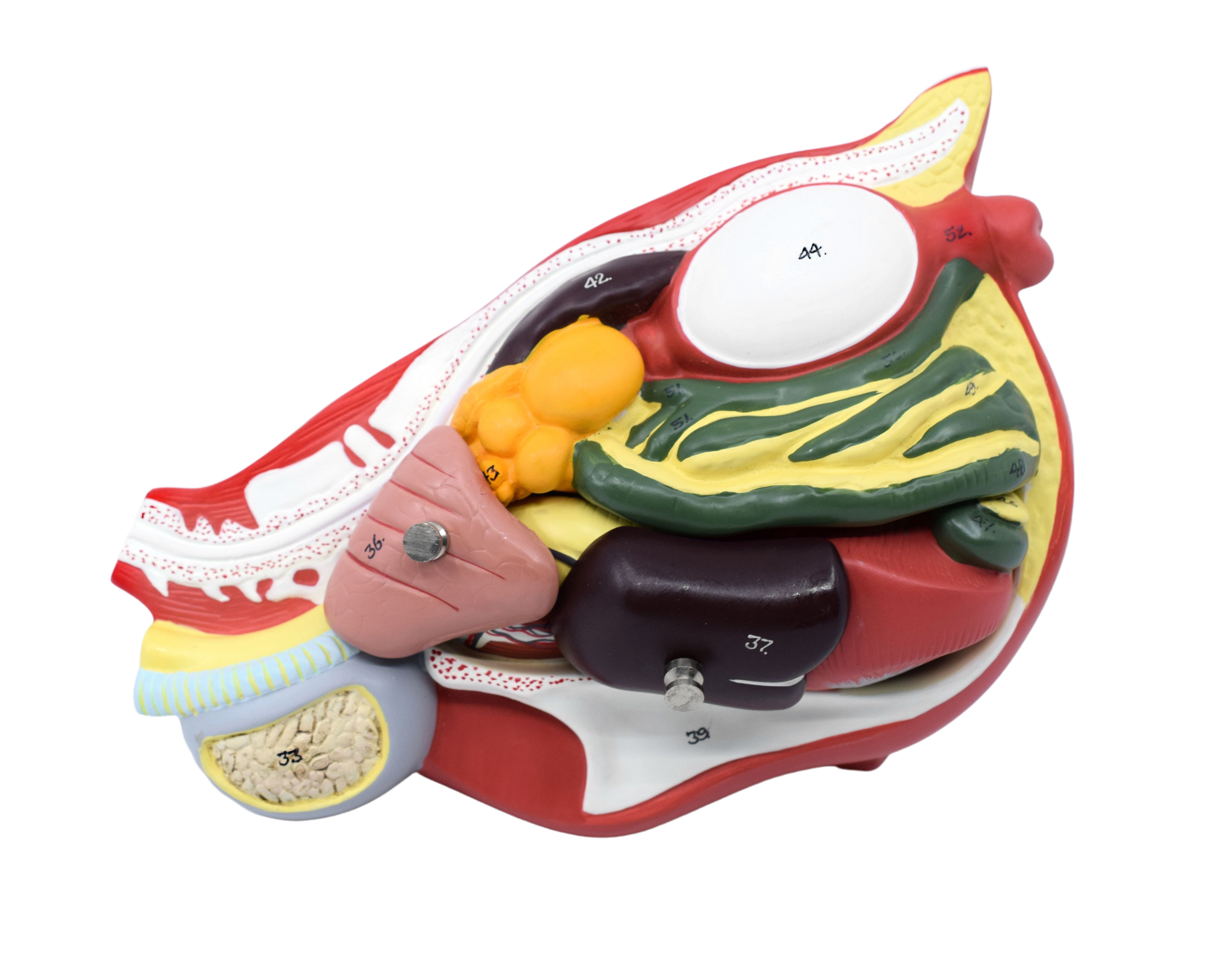 6-Part Hand-Painted Life-Size Chicken Hen Anatomy Cross-Section Model
