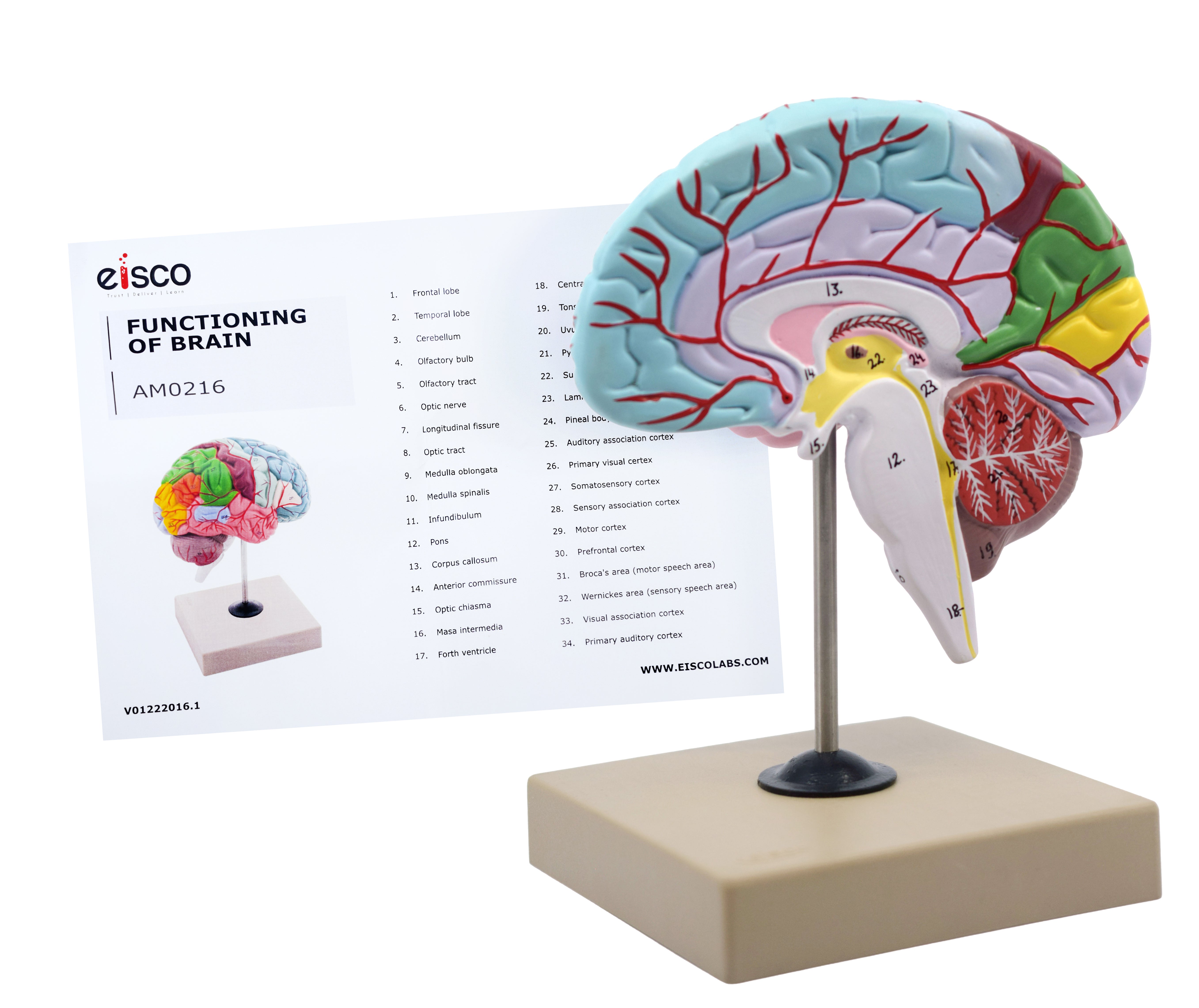 Life-Size Half Brain Cross-Section Model, Color-Coded with Mount
