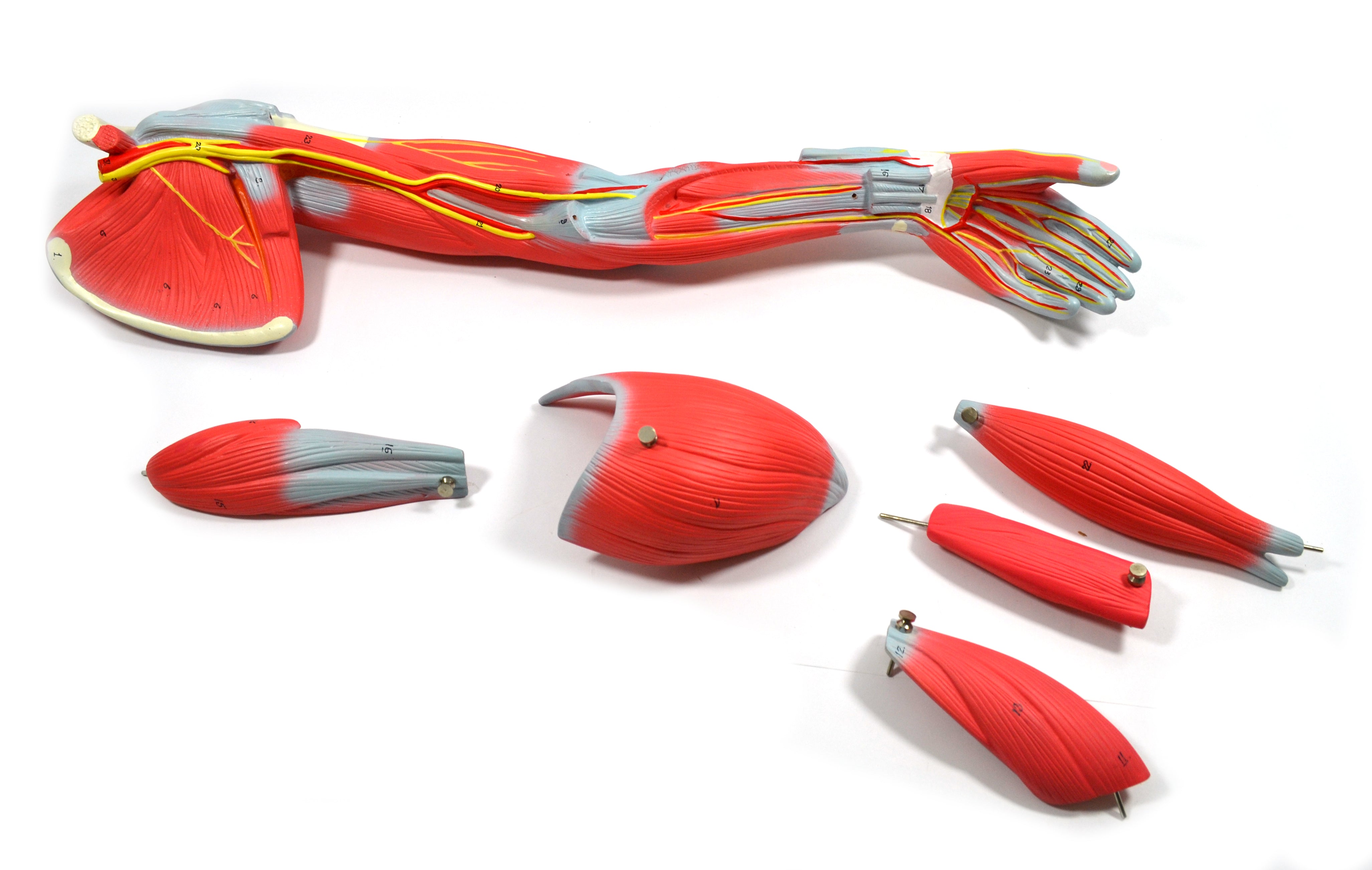 Child's Arm Model with Removable Muscles on Display Stand