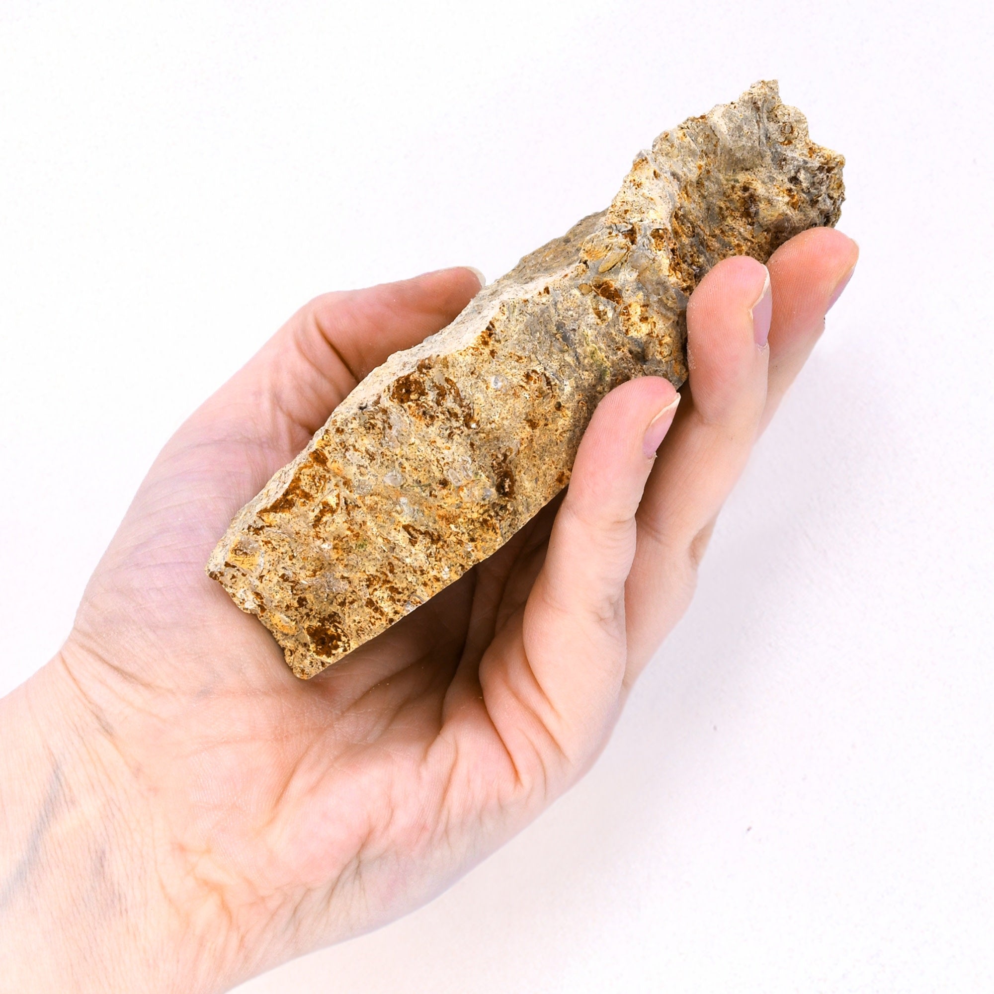Raw Fossiliferous Limestone Sedimentary Rock Hand Sample, Approx 3 inch