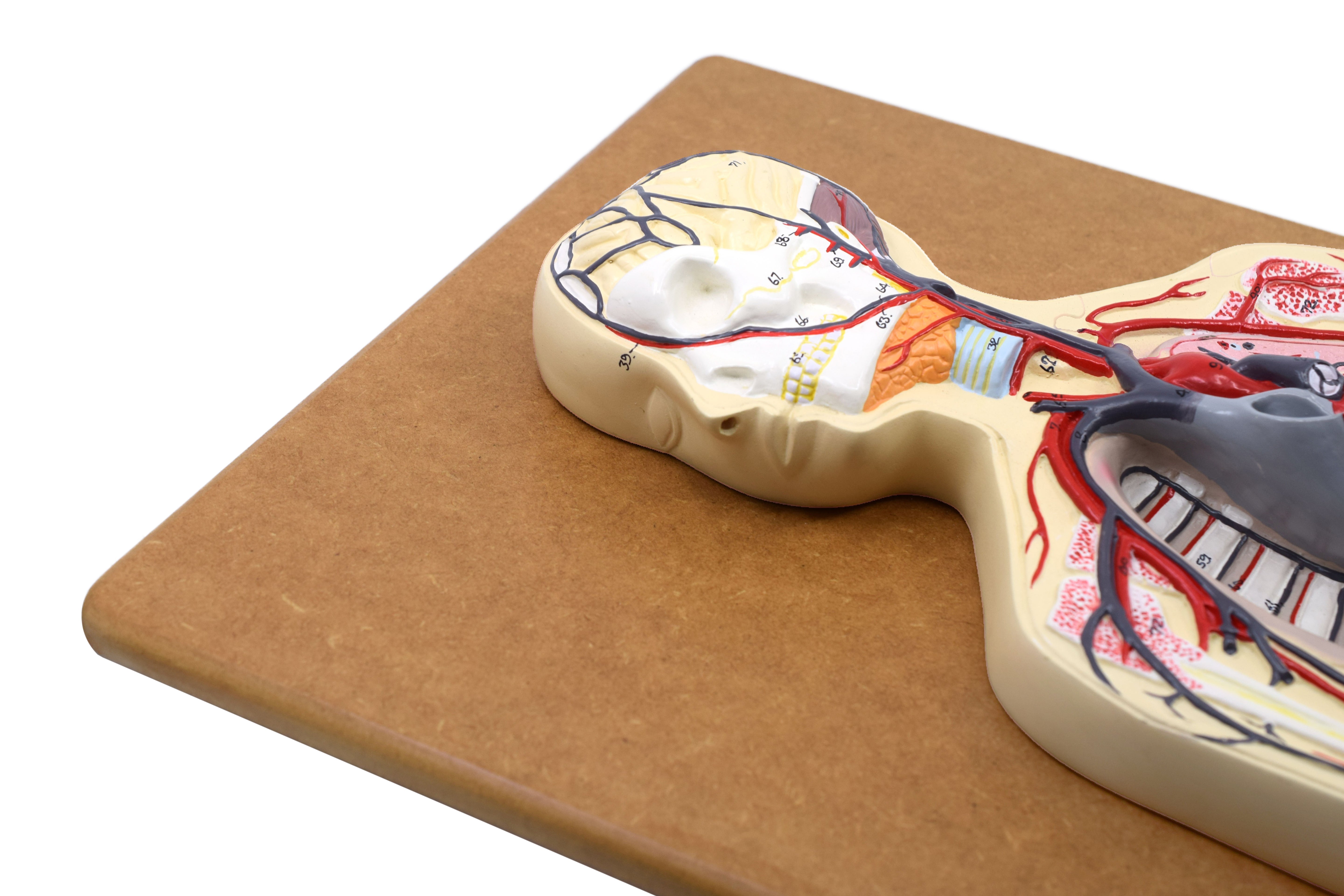 Human Circulatory System Model, Half Natural Size, on 32 x 12" Base