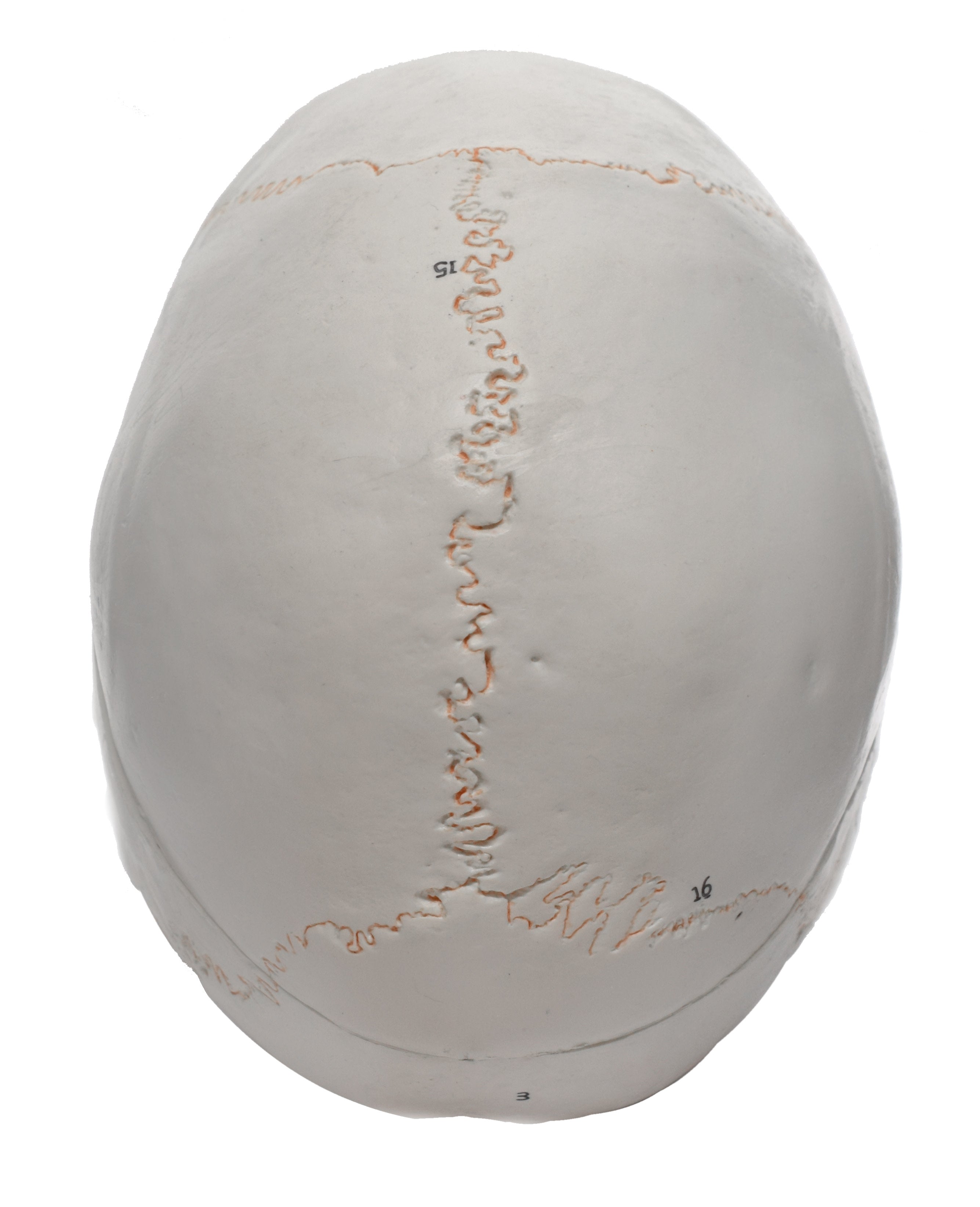 Numbered 3-Part Human Skull Model with Painted Sutures