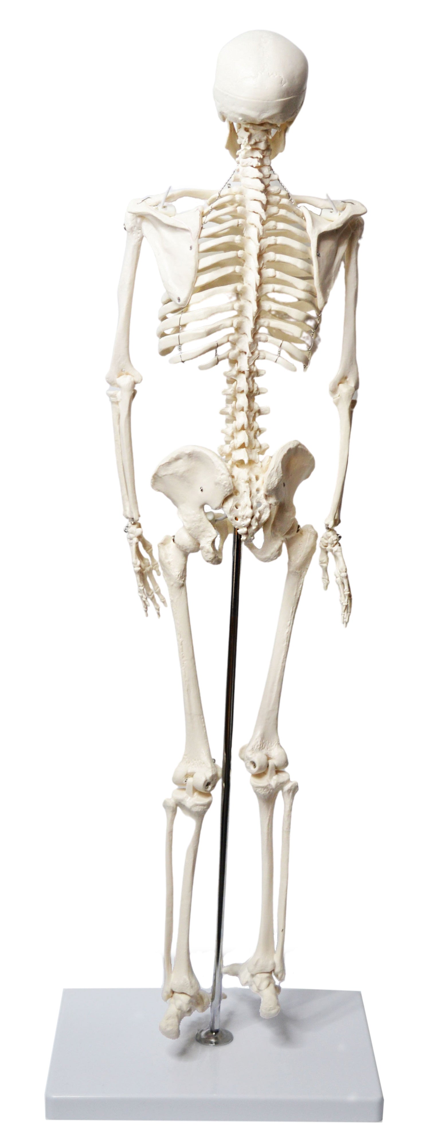 Half-Size Human Skeleton Model with Articulated Mandible, Rod-Mounted