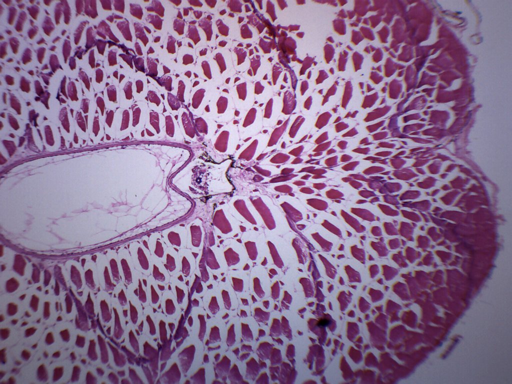 Tadpole Abdomen Cross-Section Prepared Microscope Slide