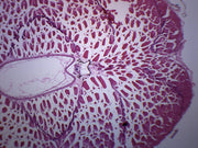 Tadpole Abdomen Cross-Section Prepared Microscope Slide