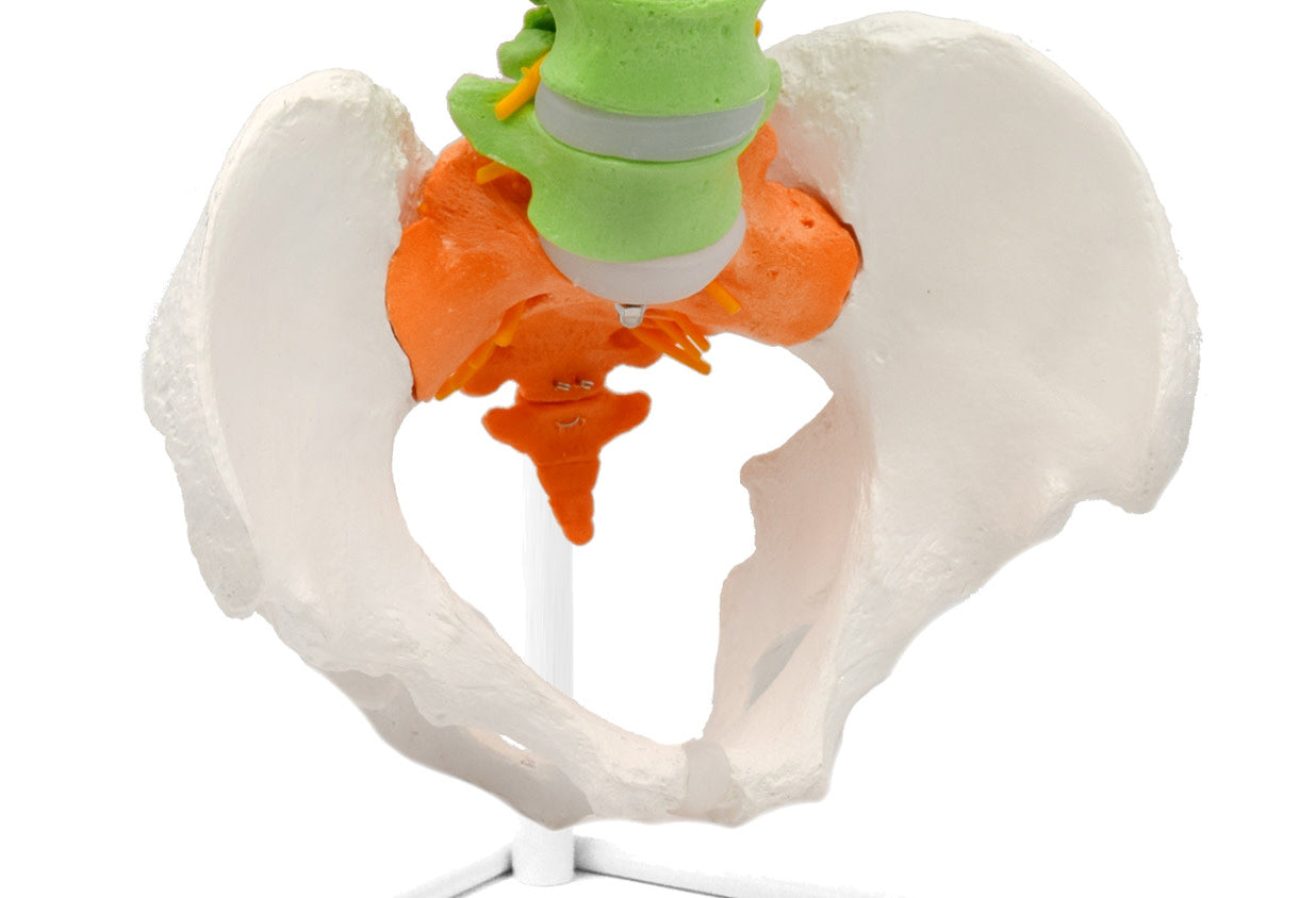Color-Coded Flexible Human Spine and Pelvis Anatomical Model, 31.5 inch