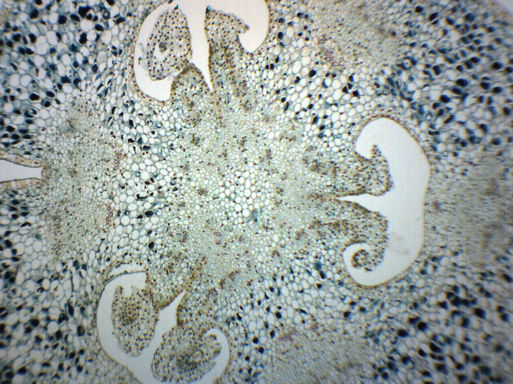 Lilium Ovary Cross-Section Prepared Microscope Slide
