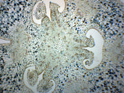 Lilium Ovary Cross-Section Prepared Microscope Slide