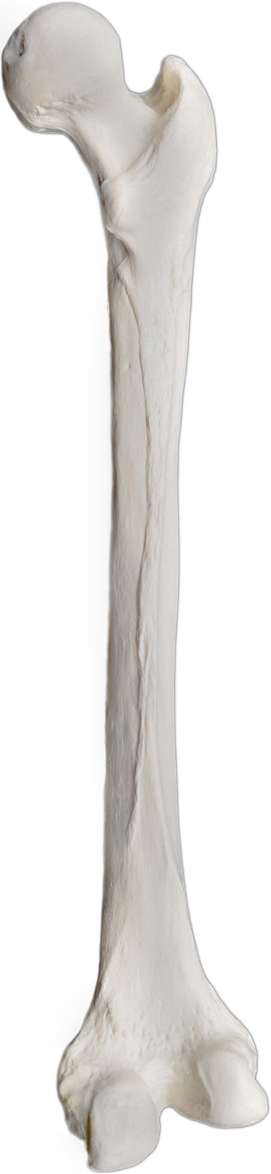 Human Femur Bone Anatomical Model, Right
