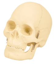 Basic 2-Part Human Skull Model